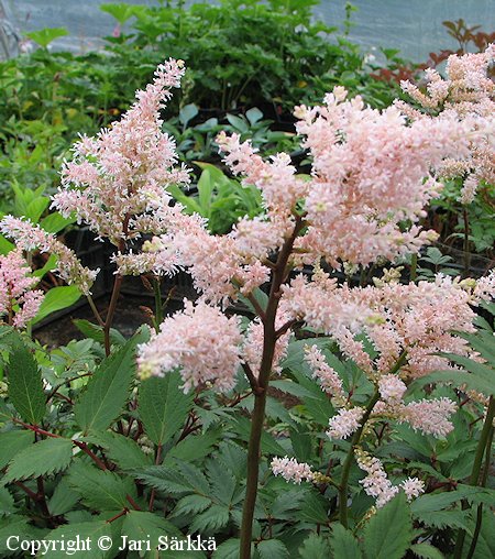 Astilbe Japonica-Ryhm 'Peach Blossom', japaninjaloangervo